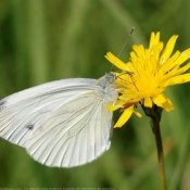 Photo de Papillon - piride