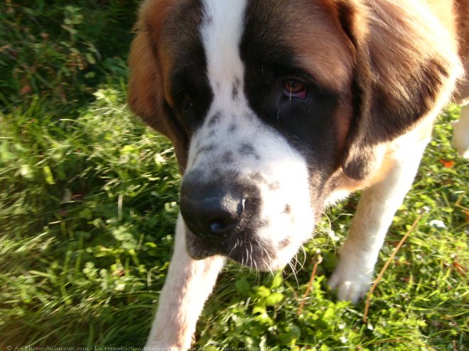 Photo de Saint-bernard poil long