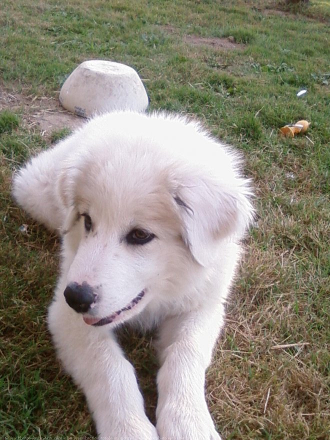 Photo de Chien de montagne des pyrnes