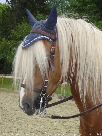 Photo de Haflinger