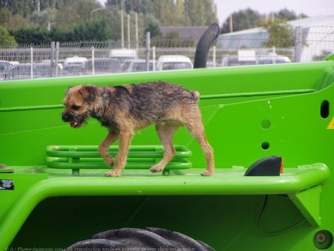 Photo de Border terrier