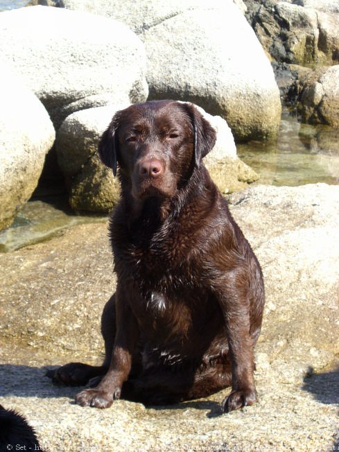 Photo de Labrador retriever