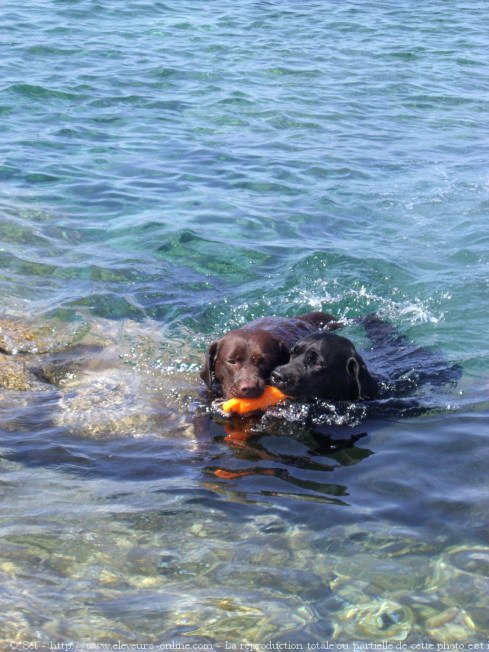 Photo de Labrador retriever