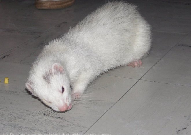 Photo de Furet