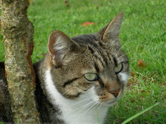 Photo de Chat domestique