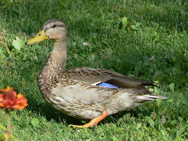 Photo de Canard