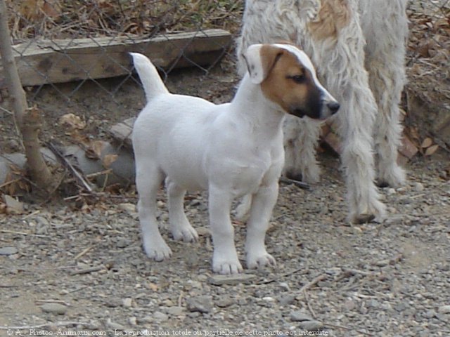 Photo de Jack russell terrier