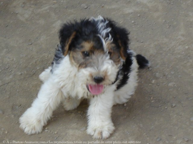 Photo de Fox terrier  poil dur