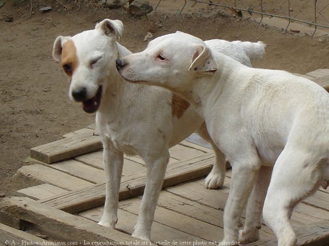 Photo de Jack russell terrier