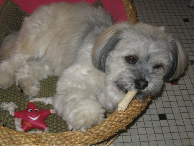 Photo de Lhassa apso