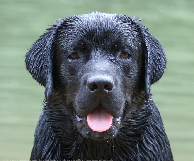 Photo de Labrador retriever