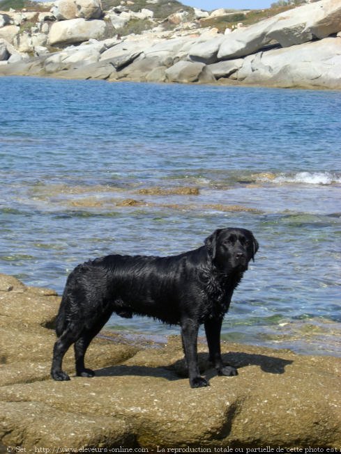 Photo de Labrador retriever