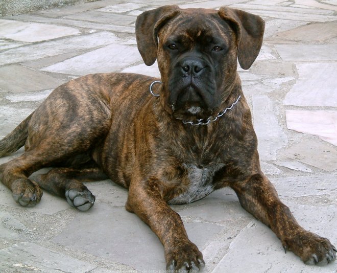 Photo de Bullmastiff