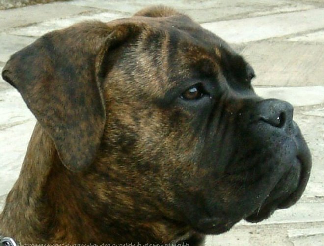 Photo de Bullmastiff