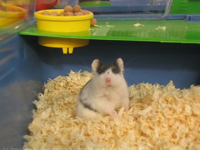 Photo de Hamster