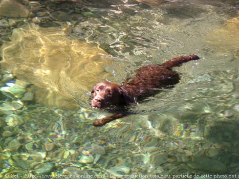 Photo de Labrador retriever