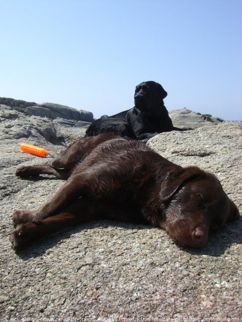 Photo de Labrador retriever