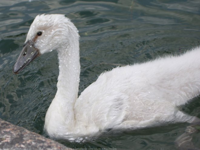 Photo de Cygne