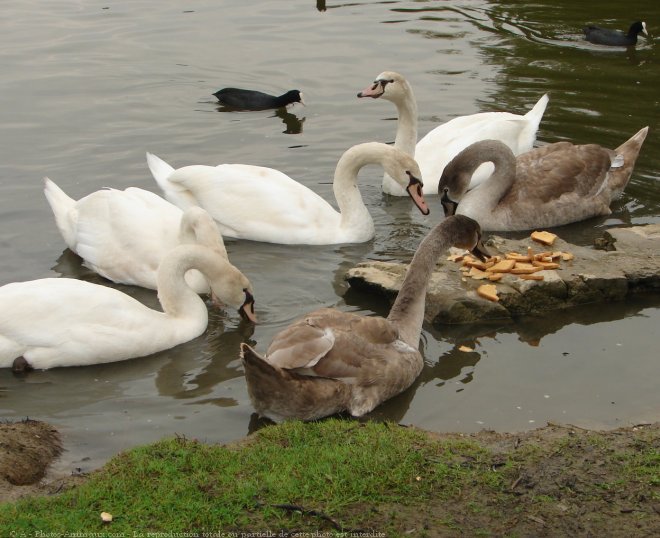 Photo de Cygne