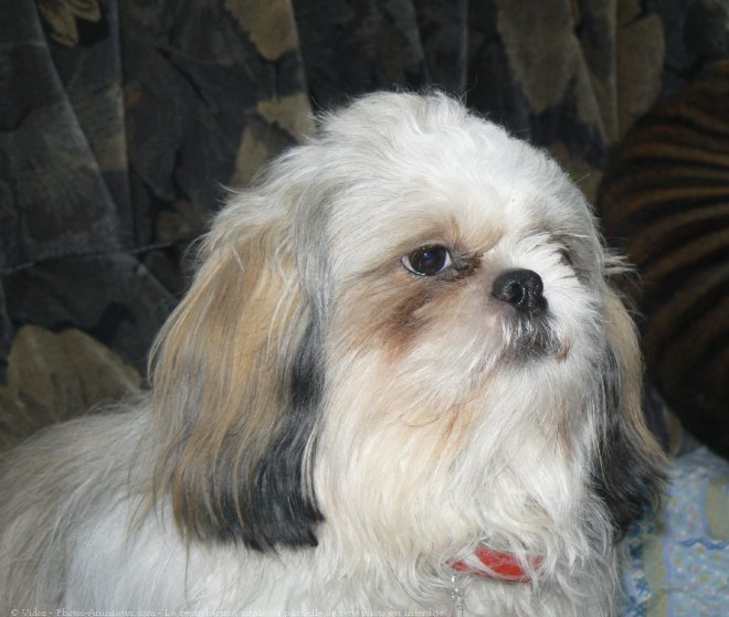 Photo de Shih tzu