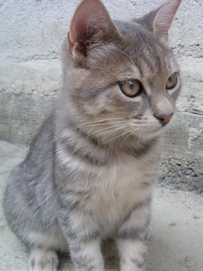 Photo de Chat domestique