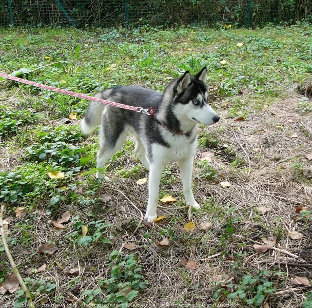 Photo de Husky siberien