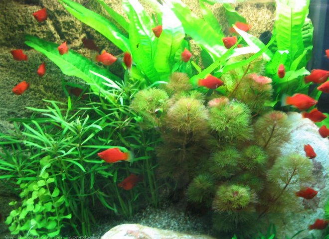 Photo de Poissons exotiques