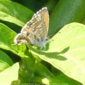 Photo de Papillon