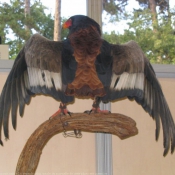 Photo d'Aigle - bateleur des savanes