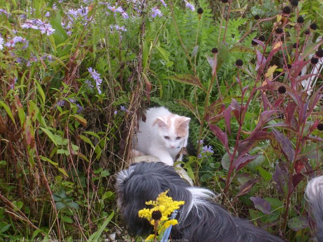 Photo de Chat domestique