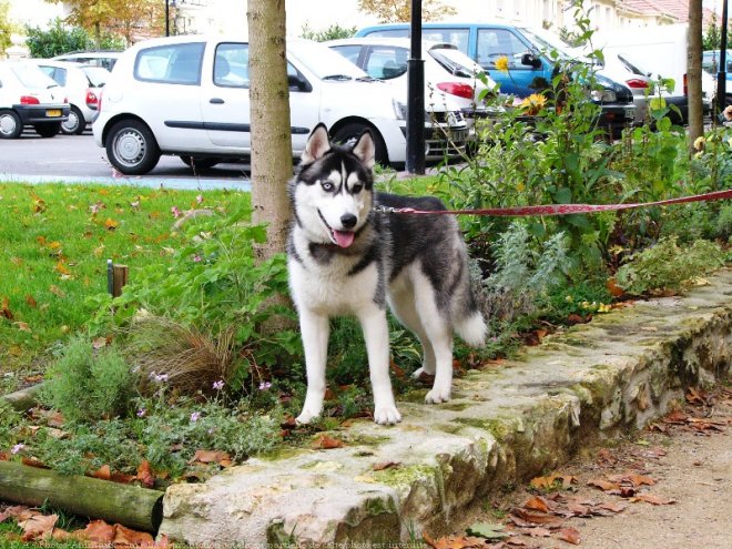 Photo de Husky siberien