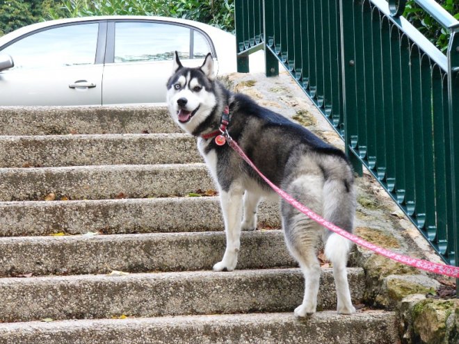 Photo de Husky siberien