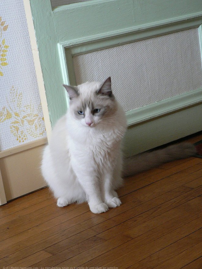 Photo de Ragdoll