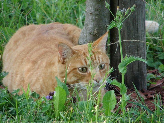 Photo de Chat domestique