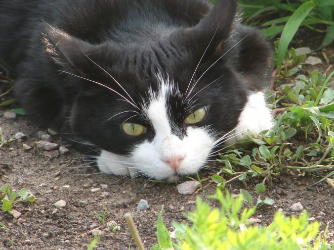 Photo de Chat domestique