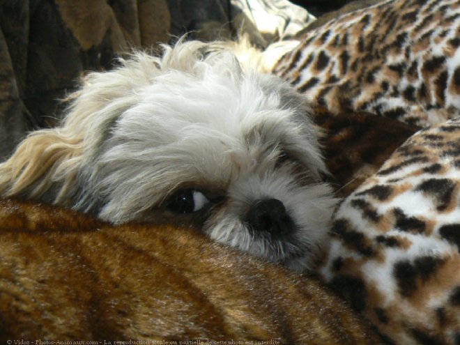 Photo de Shih tzu