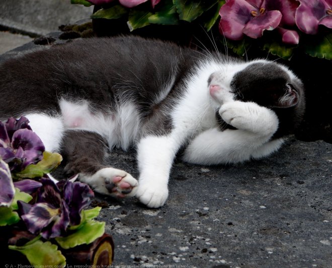 Photo de Chat domestique