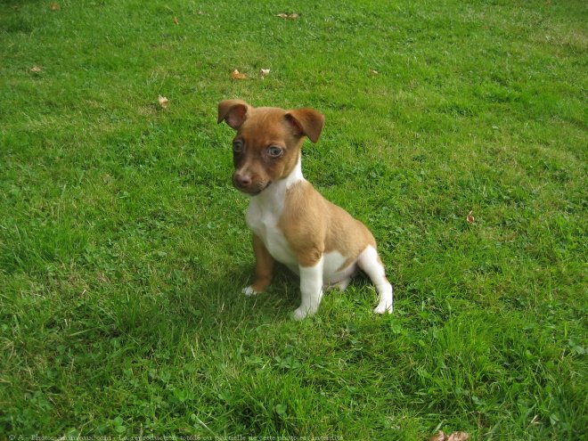 Photo de Jack russell terrier