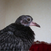 Photo de Pigeon