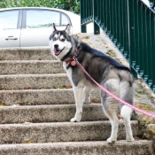 Photo de Husky siberien