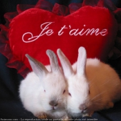 Photo de Lapin