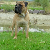 Photo de Bullmastiff