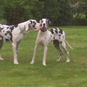 Photo de Dogue allemand