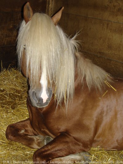 Photo de Haflinger