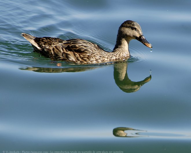 Photo de Canard