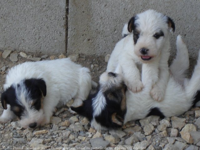 Photo de Fox terrier  poil dur