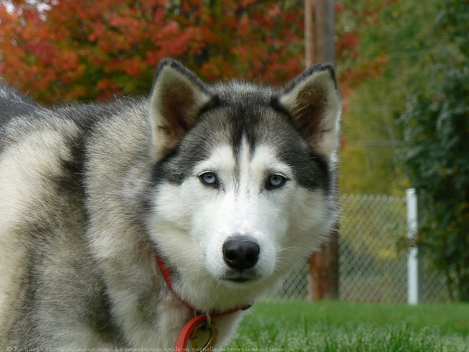 Photo de Husky siberien