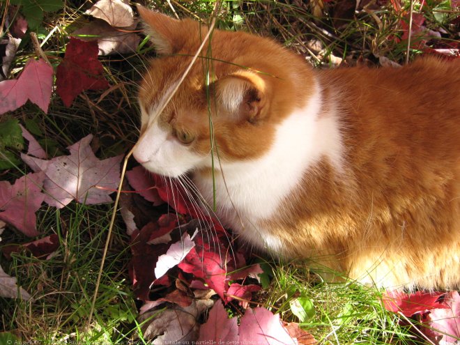 Photo de Chat domestique