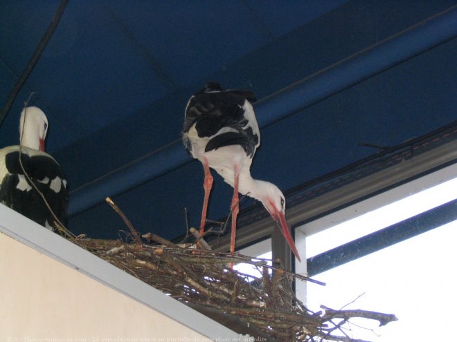 Photo de Cigogne