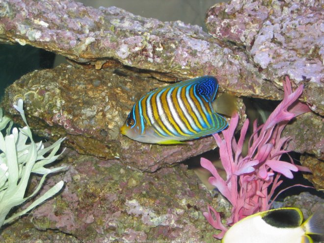 Photo de Poissons exotiques